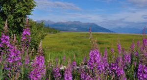 Fireweed and mountain landscape