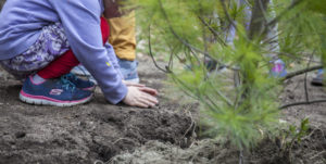 A child pats the soil around a newly planted tree.