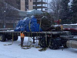 Christmas tree being hauled into Town Square on trailer