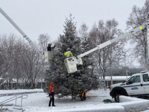 Workers on lifts putting lights on tree