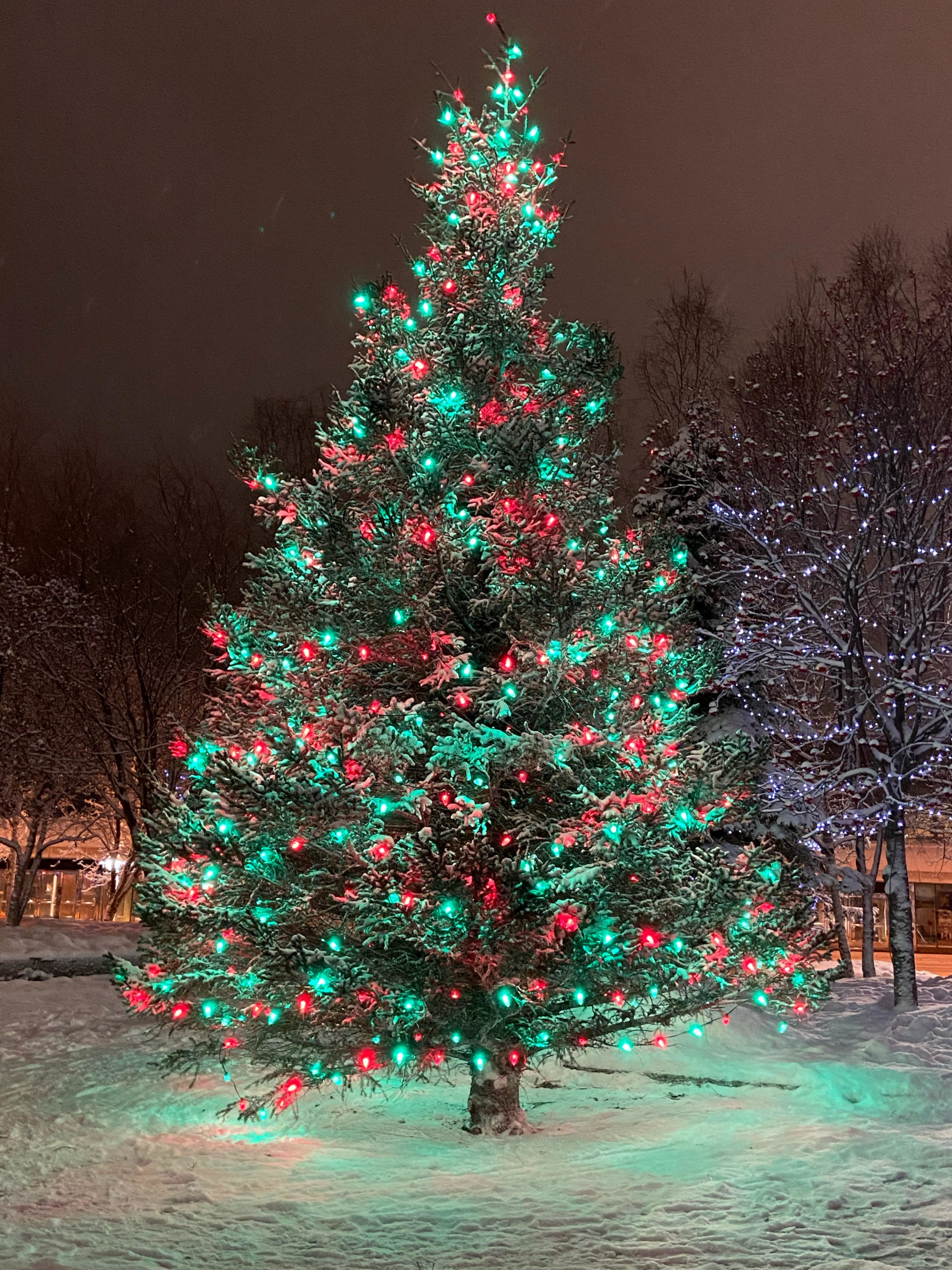 Large lighted tree in Town Square
