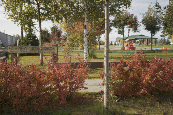 Birch trees and red bushes with playground in the background